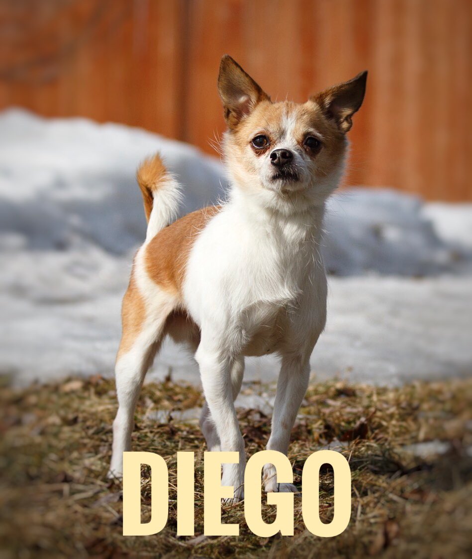 Animatch_'s tweet image. Meet Diego! 7yr old Chihuahua #adoptme animatch.ca/dog-adoption/a…