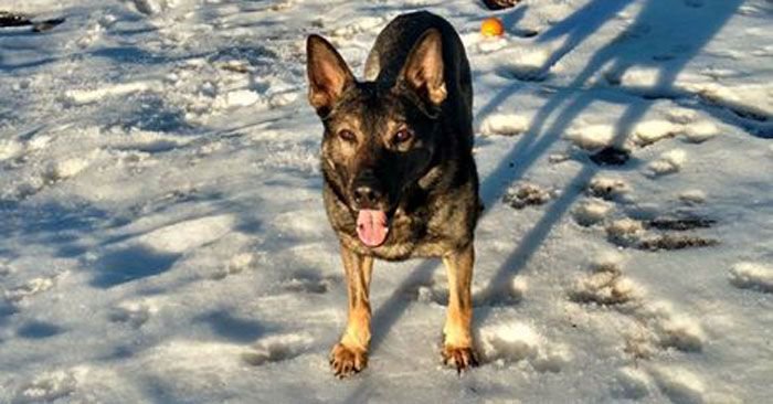 PoliceOne's tweet photo. Wash. K-9, who helped catch nearly 500 suspects, retires https://t.co/PeVFyKSsVC https://t.co/HaQ29WOPi4