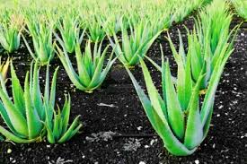 krdeveloptrust's tweet image. For aloevera farming contact us