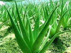 krdeveloptrust's tweet image. Aloe Vera farming.. Profit business in worlwide