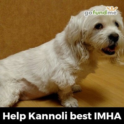 bodybydecision's tweet photo. IMHA is dreadful. We are desperately trying to raise funds to help our baby fight. https://t.co/1ltDjTBgKa https://t.co/E8SwDaGty0