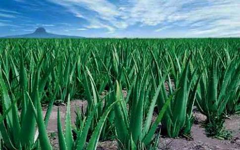 krdeveloptrust's tweet image. Aloe Vera farming.. Profit business in worlwide