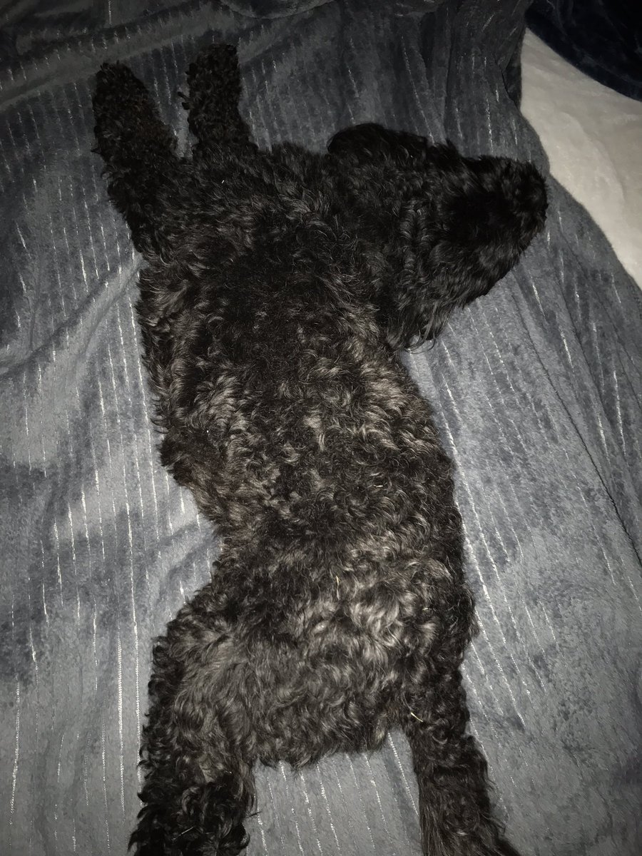 ToddKOAT's tweet photo. Emmi at the park (couldn't get her to stop sprinting) enjoying this beautiful night. And then out cold 30 min later #ABQweather https://t.co/K14FkpW13L