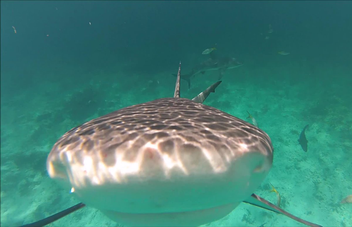DiveTimeAbaco's tweet photo. Smile...#ItsBetterInTheBahamas #divetimeabaco https://t.co/k6kVVk39Xq