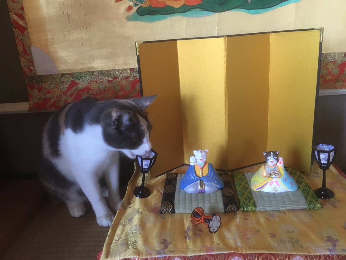 お雛様を飾ったら猫がこんなところに鎮座していた「存在感が