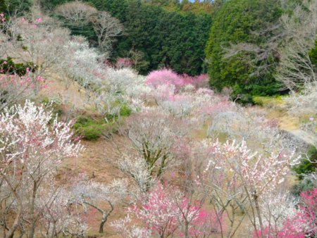 花の名所 17年3 2 修善寺梅林の開花情報 静岡県 伊豆市 現在 東梅林 西梅林ともに見頃ですが 早咲き種は散り始めてきましたが 遅咲き種が開花しており まだ充分お楽しみいただけます 開花状況 花の名所案内 T Co Kts42dhma3 花の名所 17年3 2 修善寺梅林の開花情報 静岡県 伊豆市 現在 東梅林 西梅林ともに見頃ですが 早咲き種は散り始めてきましたが 遅咲き種が開花しており まだ充分お楽しみいただけます 開花状況 花の名所案内 T Co Kts42dhma3
