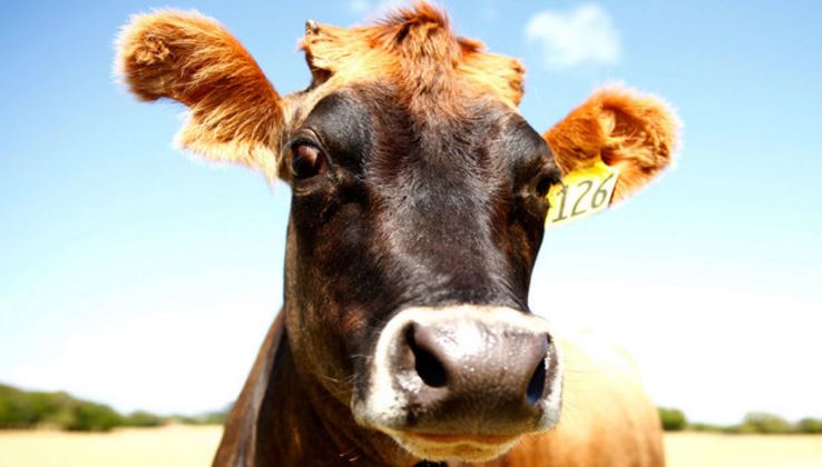 Deputy looking for cow hits it bit.ly/2mL0xqe https://t.co/Bt5r9wjH7P