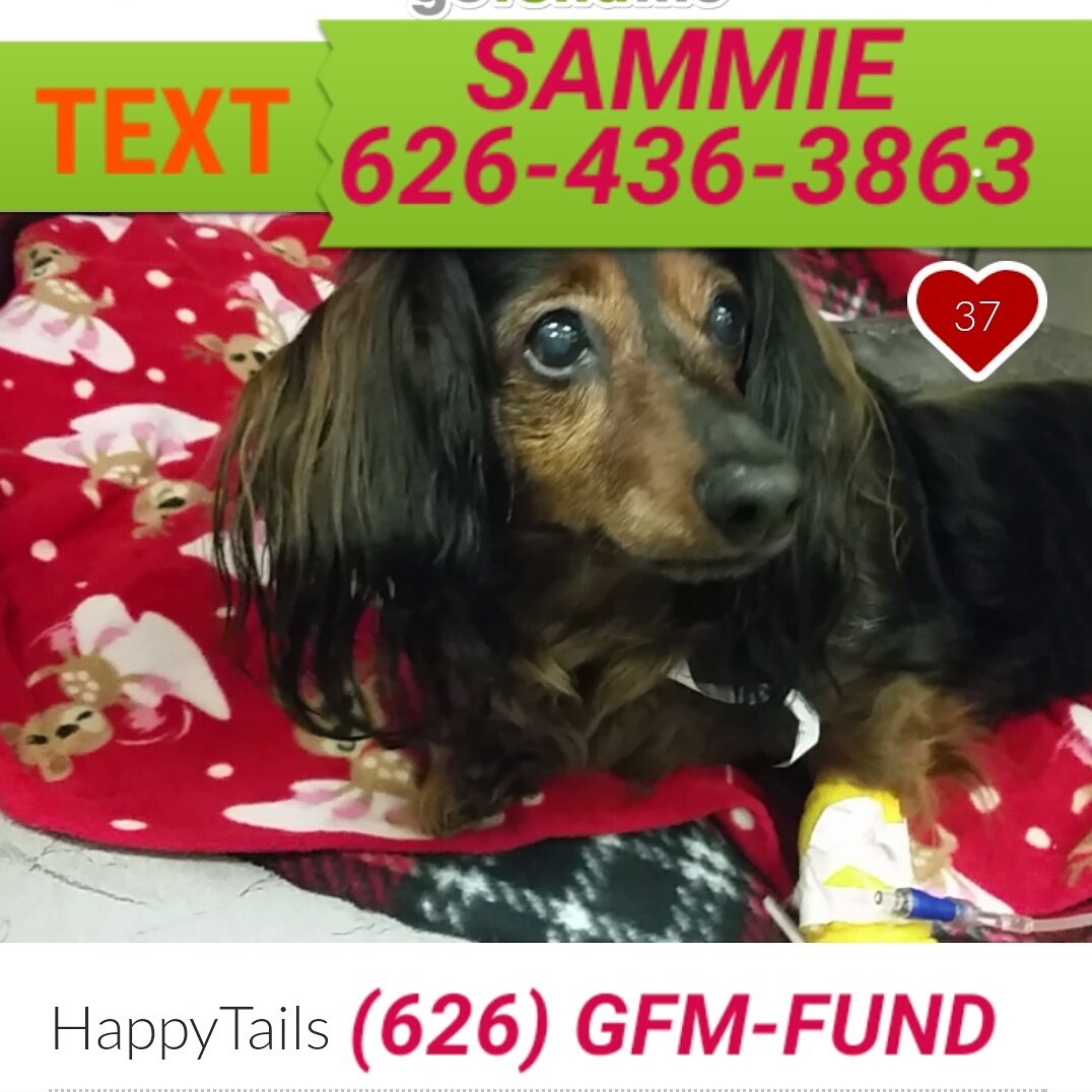 AngelsWithTails's tweet image. Text Sammie to 626-436-3863
gofundme.com/happy-tails-st…
#Stella was #Paralyzed #IVDD #RECOVERY is #Possible #SHARE her #INSPIRATIONAL #STORY .