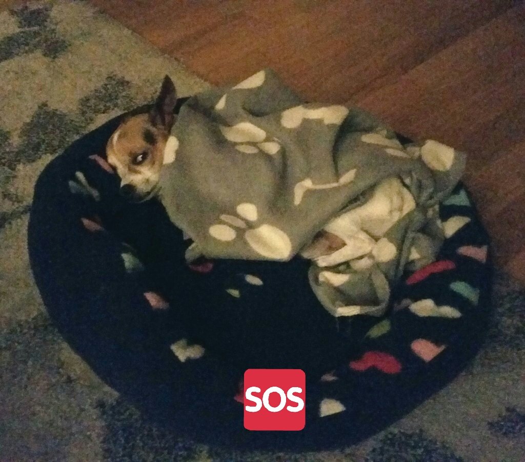 alfredlanda's tweet photo. Bueno y si ya se me despierta el trillizo apaga y vámonos @samantavillar 😂😂👶👶🐶
#paciencia #humorsense #dormiresdecobardes https://t.co/WyRsigyq0M