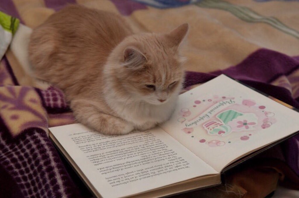 PmintCupcakery's tweet image. Relax it's #Sundaymorning read a book ........check out @_Craft__ digital mastery 👍🏻