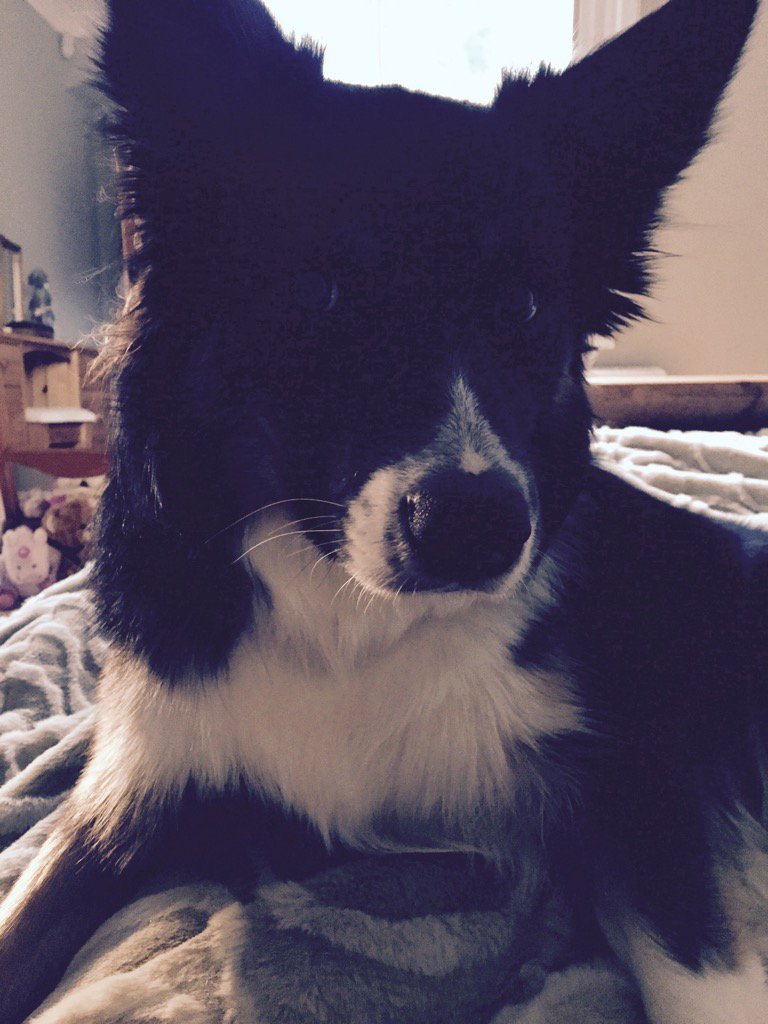 ClaireKingOne's tweet photo. Morning mum! Why are we not on walkies yet??!! #bordercollie #walkingforever #nonstop #energy https://t.co/tDxzh0lNzA