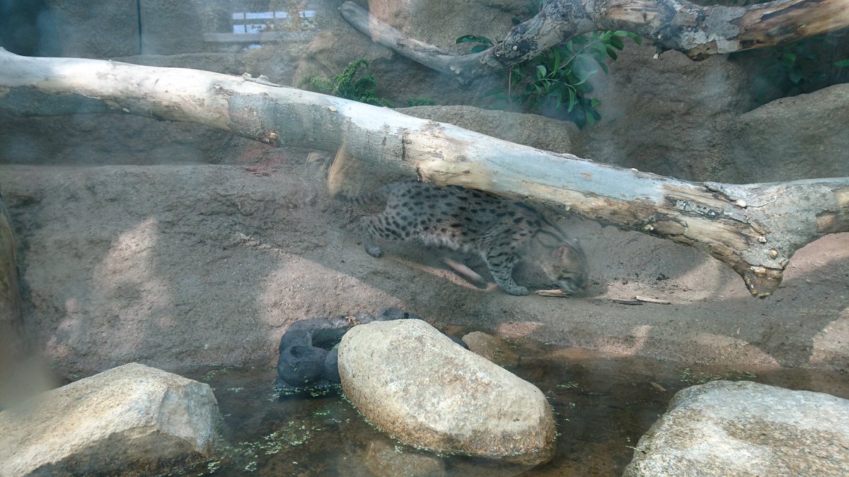 Halu Tomekey 爺鯖 こちらは熱しやすく飽きっぽいスナネコさんではなく スナドリネコさんです けものフレンズ スナネコさん ぼのぼの スナドリネコ 神戸どうぶつ王国