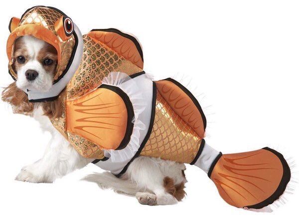 introvertsmemes's tweet photo. College: "you're only allowed to have a small fish in your dorm"
Me: https://t.co/y9jhHqFT8F