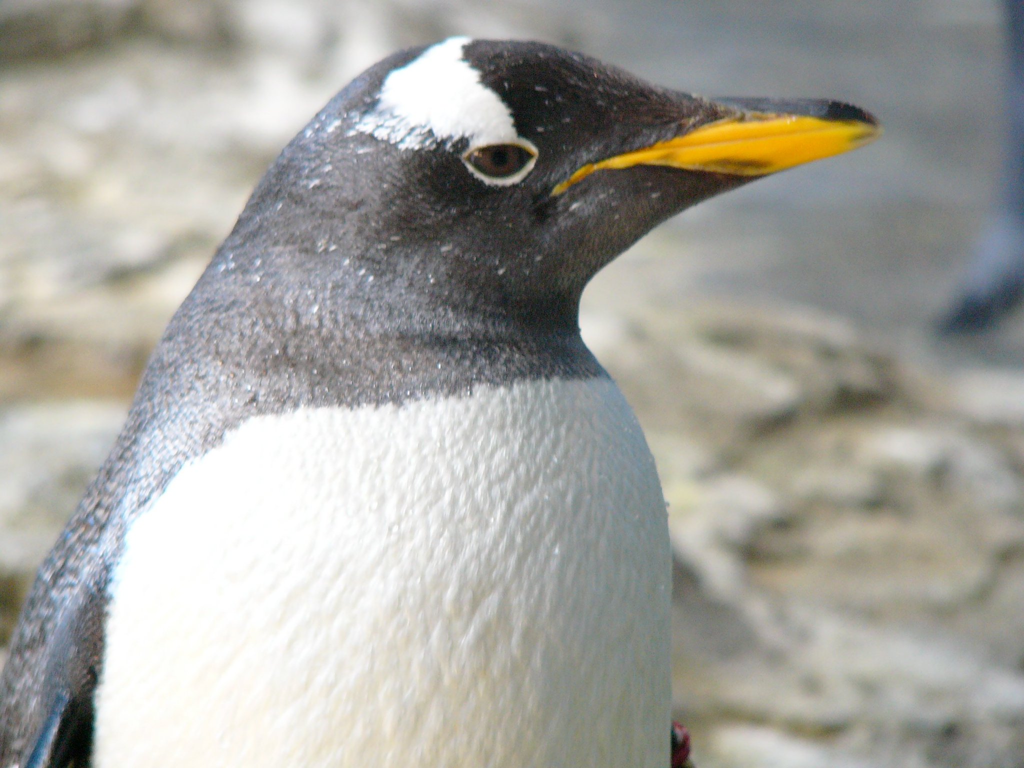 白いペンギン様 C5AJ3RxUEAIxsqm.jpg:large