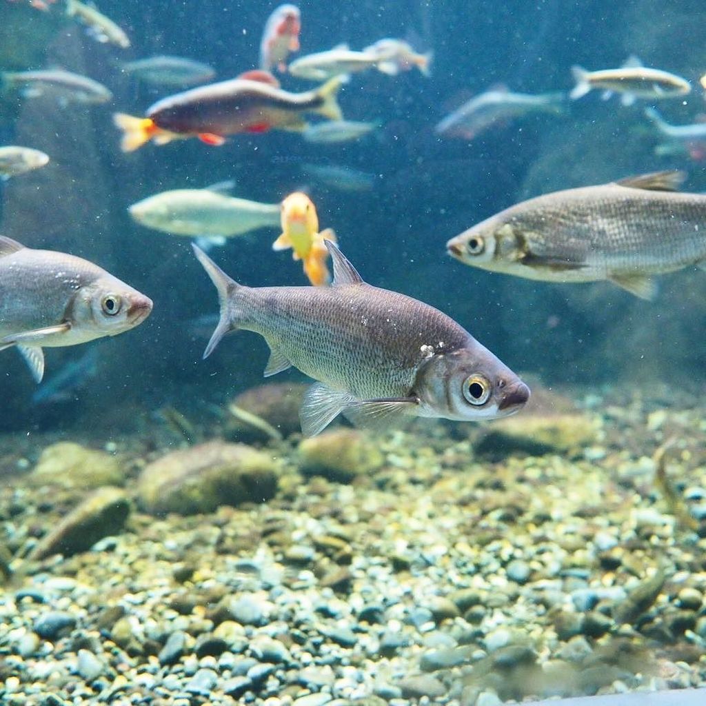 あおいふな ワタカ フナに通ずる良さがある魚 すらっとした体格に予想を超える目の大きさ そして鱗の形 フナと混泳魚として是非ともオススメしたい魚である Olympus Omd Em1 Ocean Marine Div