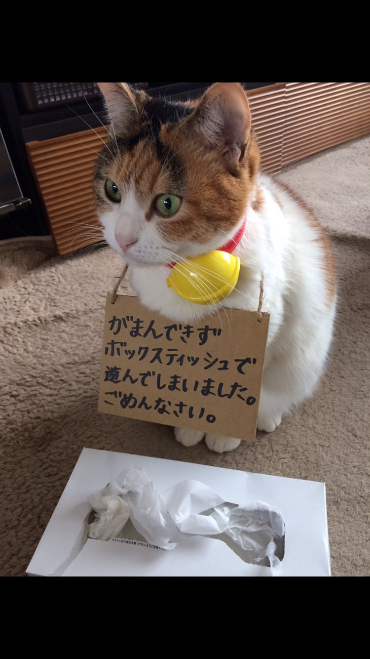 ボックスティッシュにいたずら いたずらネコへのお仕置きが可愛いすぎるw 話題の画像プラス