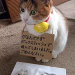 ボックスティッシュにいたずら!いたずらネコへのお仕置きが可愛いすぎるw
