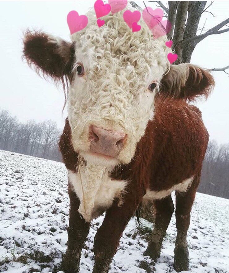 cowswithhearts's tweet photo. https://t.co/KvQpNBnGw4