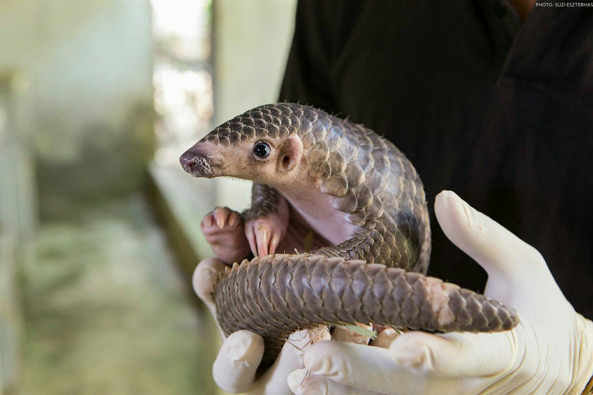HuijsmansTim's tweet photo. #Pangolins are known as the guardians of the #forests,  reducing termite destruction &amp; maintaining a balanced #ecosystem. #WorldPangolinDay https://t.co/APHlECWo1L