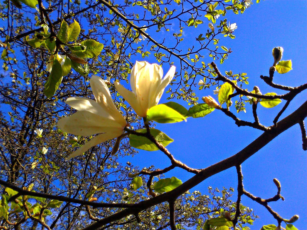 Vestkysta's tweet image. Sunday...