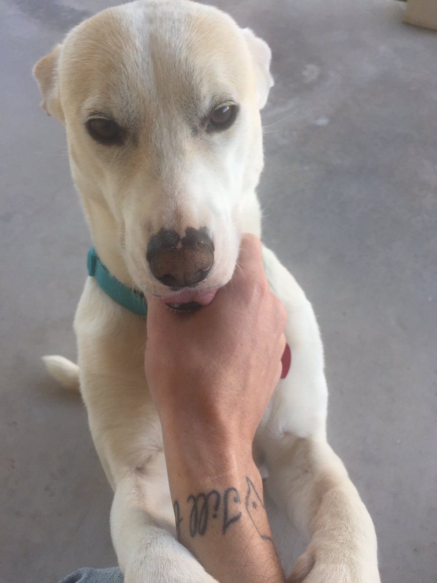 txwelder13's tweet photo. Vulcan calm grip on the doggo. She's never been more relaxed https://t.co/BKALiJzEe3