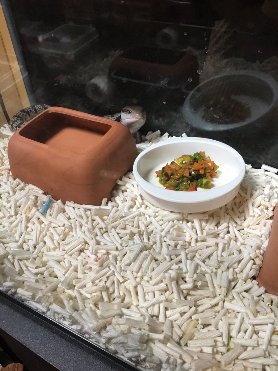 Uzivatel ある Na Twitteru リザードフードも食べない 野菜も食べない コオロギもたまに食べない時があるそんなアオジタトカゲのはるまきちゃん 今日はるちゃん専用にご飯作ったら食べてくれた 細かく切った人参 大根の葉 バナナを混ぜてから更に指で細かく