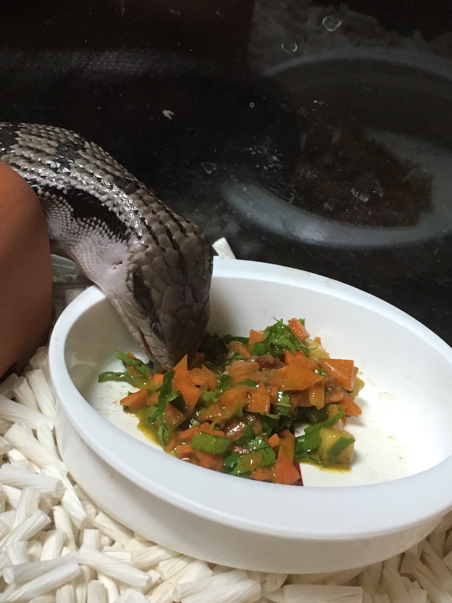 Uzivatel ある Na Twitteru リザードフードも食べない 野菜も食べない コオロギもたまに食べない時があるそんなアオジタトカゲのはるまきちゃん 今日はるちゃん専用にご飯作ったら食べてくれた 細かく切った人参 大根の葉 バナナを混ぜてから更に指で細かく