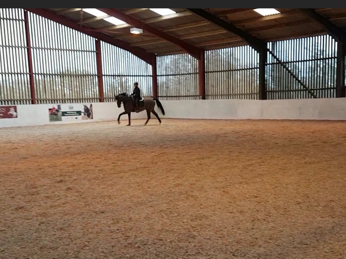 The Giant Bolster was a star at his first ROR dressage clinic so proud <a href="/shunty8red/">Simon Hunt</a> <a href="/RoRlatest/">RoR</a> <a href="/horseandhound/">Horse & Hound</a>