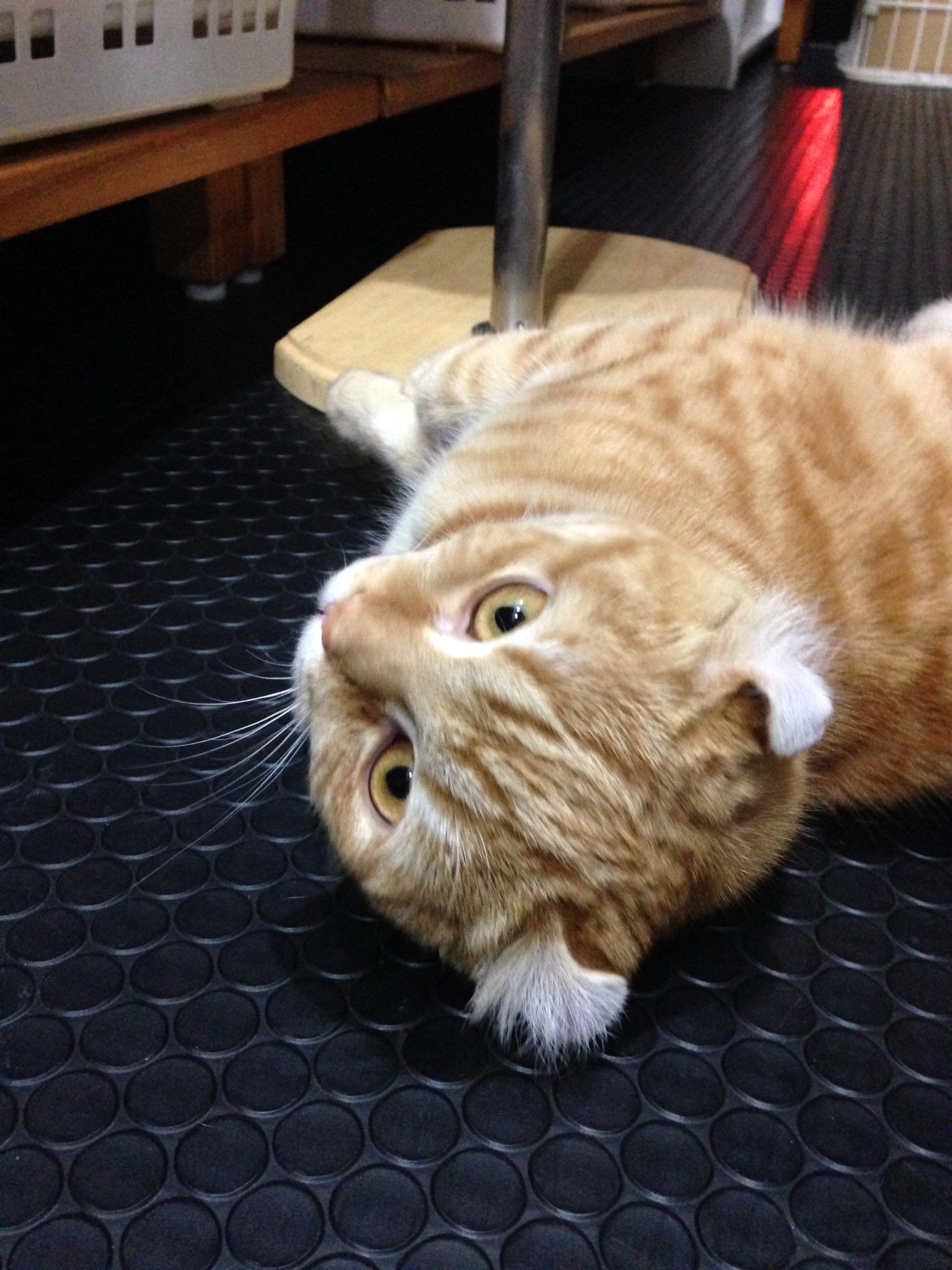 猫発情期 Twitter Search Twitter