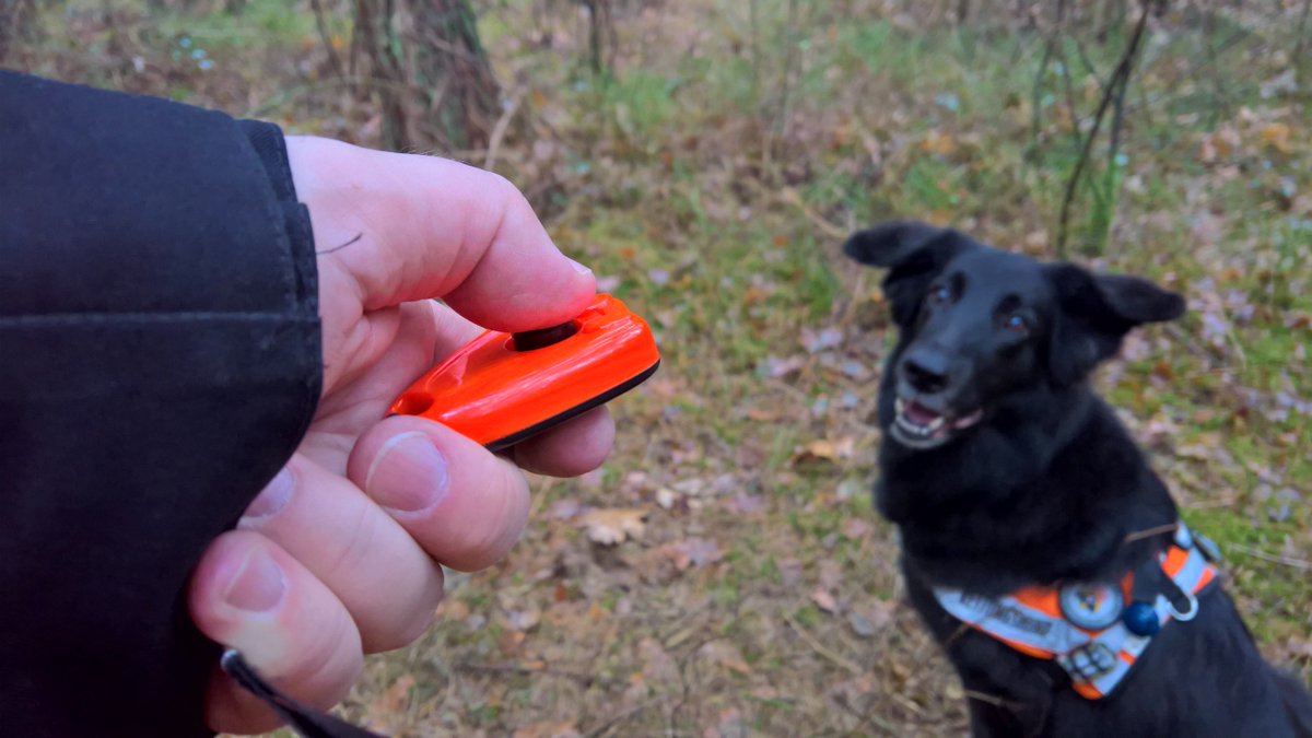 Ein kleiner Klick für eine grossartige Arbeit. Emma, geprüfter Rettungshund der RHS Kreis Pinneberg, bei der Anzeige.