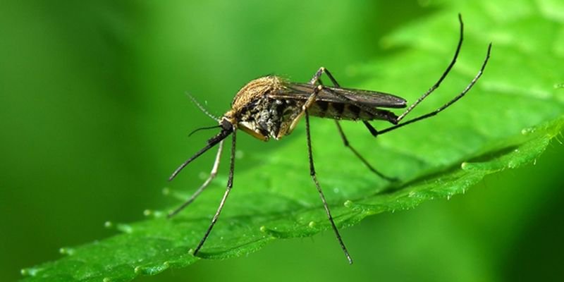 ZphoneUa's tweet photo. #Изобретение #microsoft Робот #ProjectPremonition будет бороться с распространением эпидемий -  ловить комаров и выявлять опасных бактерий. https://t.co/ilktkPap9A