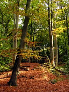 MonitorIT tweet media