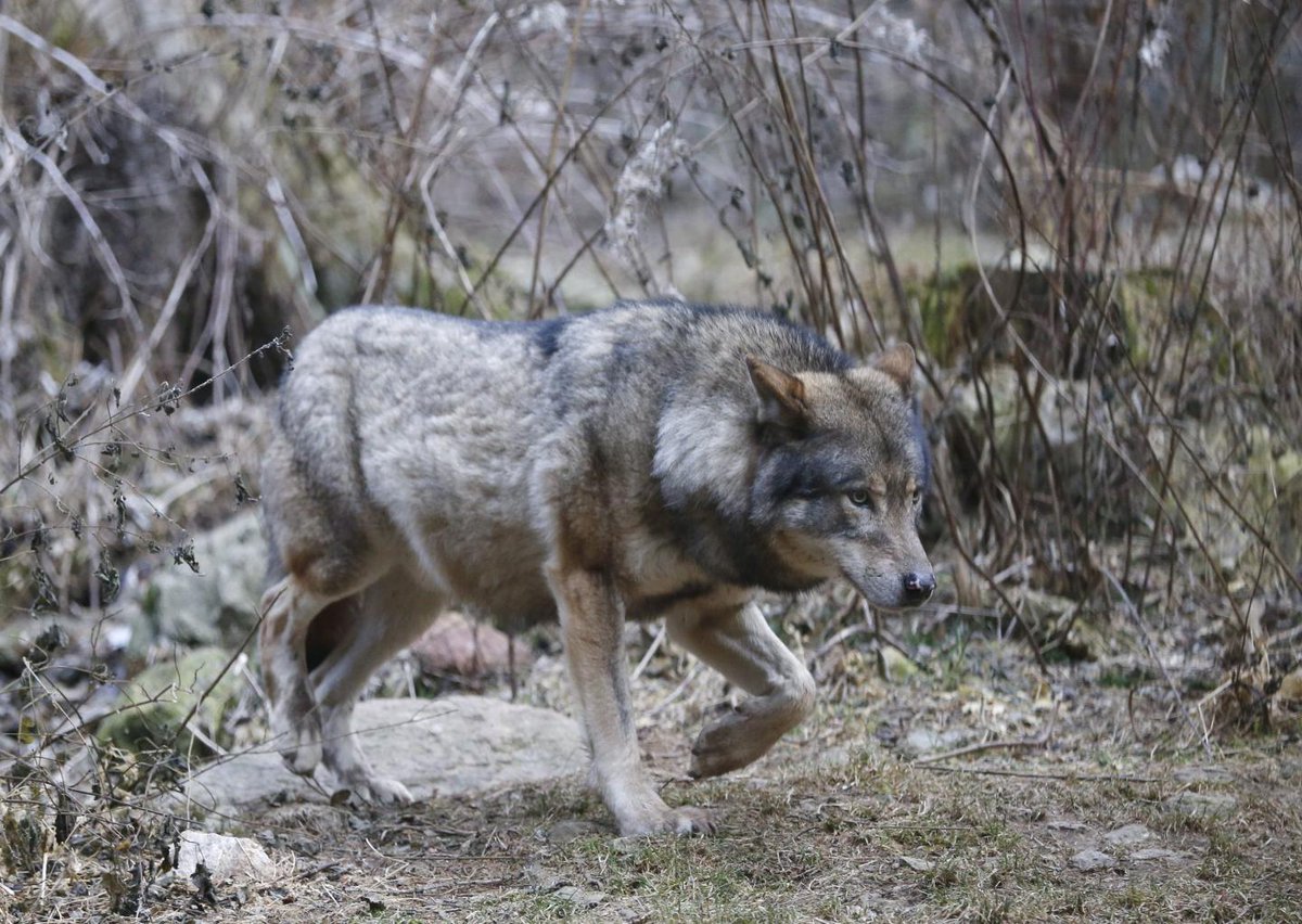 Un loup aperçu dans le parc de la Valmasque? nicematin.com/a/115660