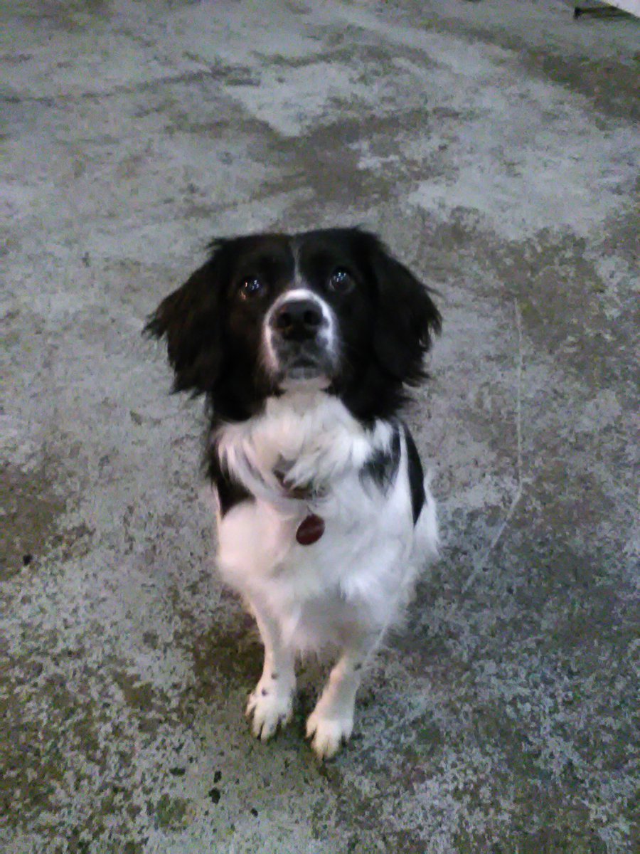 PaulaFeaheny's tweet photo. @torodani1 Waking up early on a Sunday morning to go to work is worth it when your greeted by this face! @BobbySuperCute #mademyday https://t.co/apOo07INJR