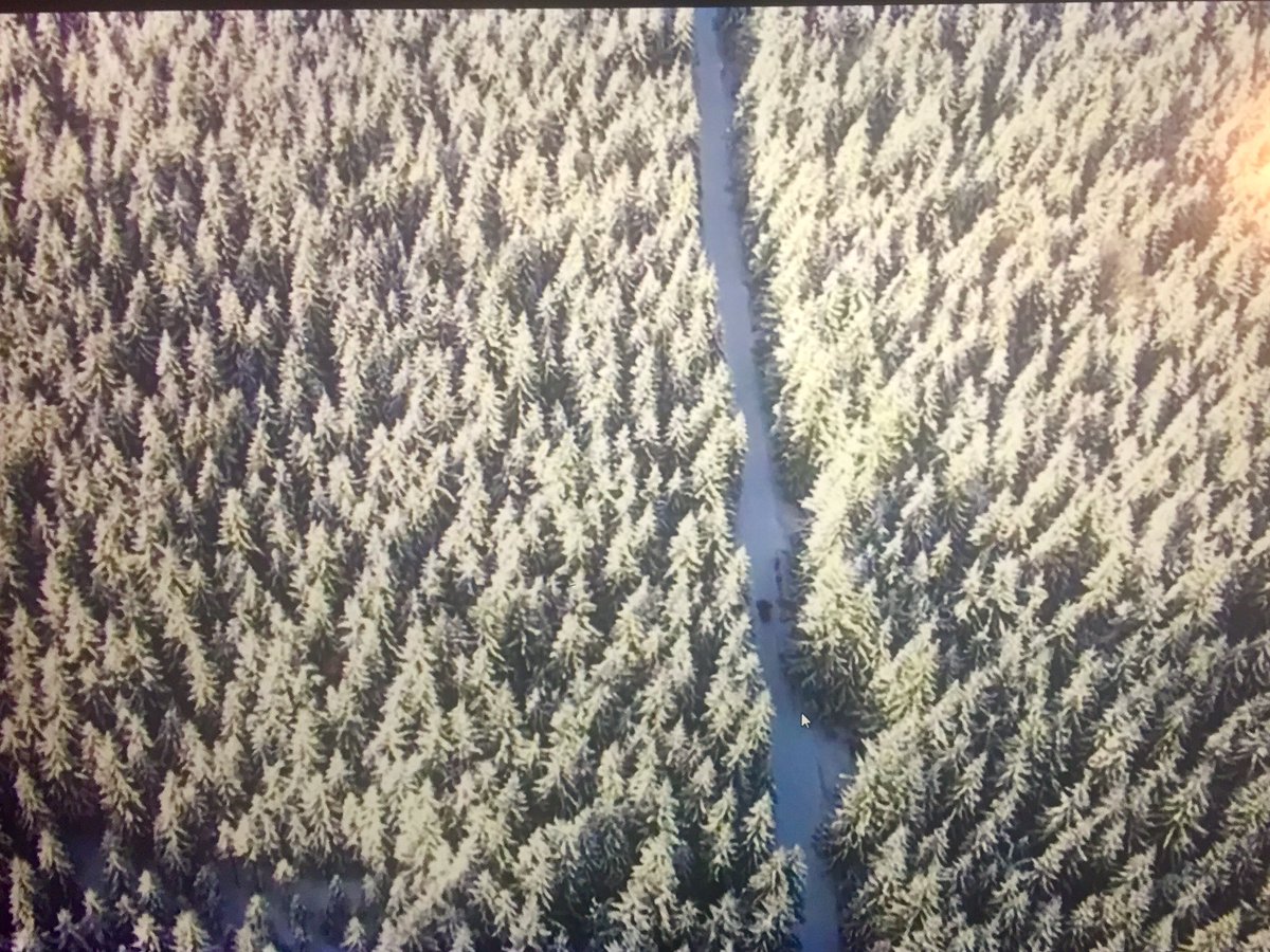 SpekulaST's tweet photo. #Jizerska Padesatka hiihdetään upealla reitillä keskellä silmänkantamattomiin jatkuvaa kuusimetsää. #hiihto #twittski https://t.co/TQWmKSqxWl