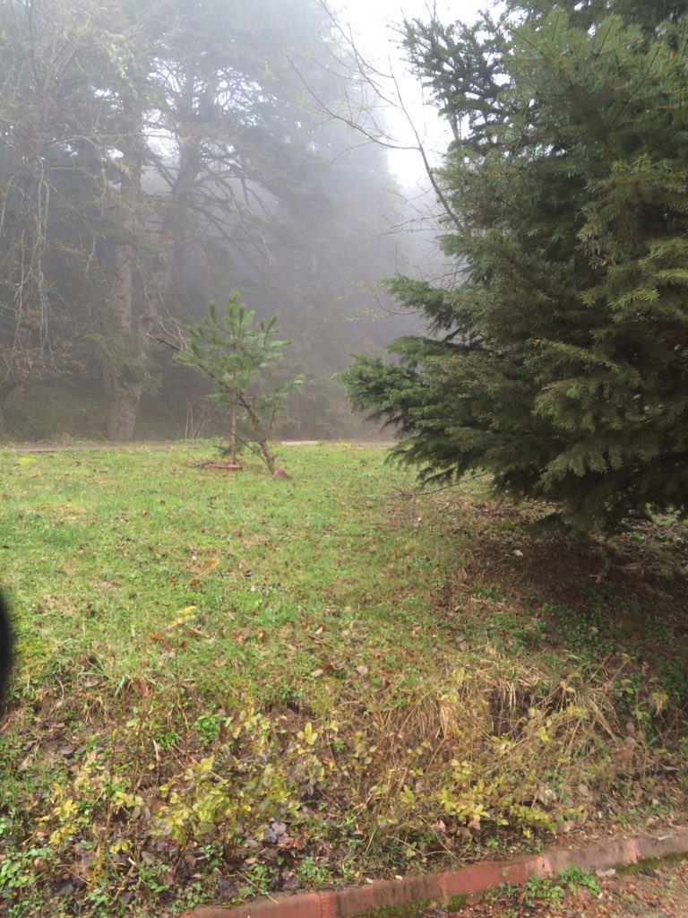 Bir orman gibi hür ve özgürlük için hayır