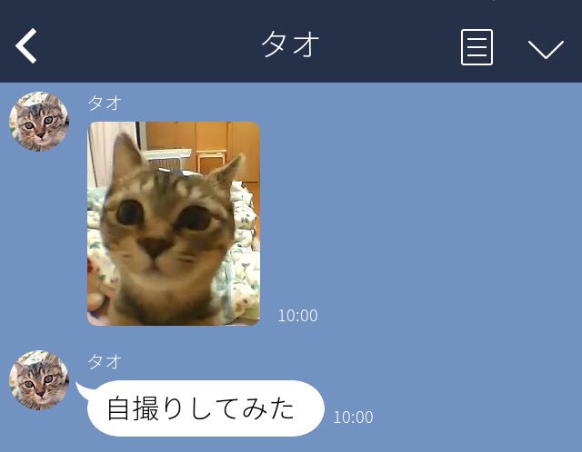 画像 自撮りしてみた すずめめっちゃいる 猫とlineできたらいいのに Togetter 画像 自撮りしてみた すずめめっちゃいる 猫とlineできたらいいのに Togetter
