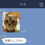 外出しているときに猫とLINEしたらこんな感じかも!