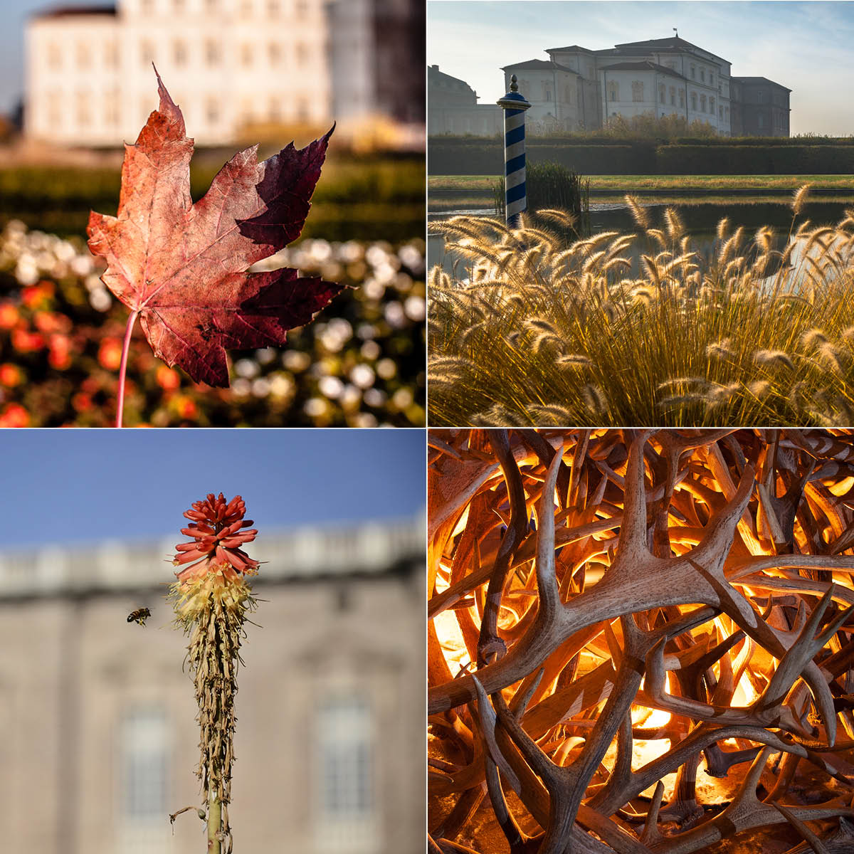 Lasciatevi scaldare dai colori della #ReggiadiVenaria...