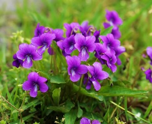 花 على تويتر きけな神 恋は すみれ の紫に ゆふべの春の 讃嘆のこゑ 与謝野晶子 聞いて下さい神様 恋は すみれ のような紫色 紫の夕べに 春の恋をたたえる歌を 今日の誕生花 すみれ 花言葉 誠実 小さな幸せ ﾅｴ