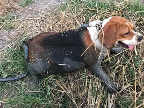 นึกว่าลูกควายอ่ะ 🐄