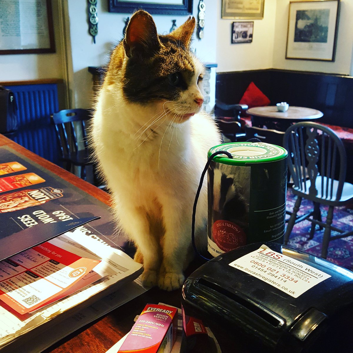 catandcustard's tweet photo. @dotty4paws and #cat friendly of course! https://t.co/ZhiVCn99gW