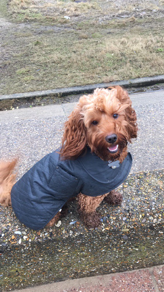 RootheCockapoo's tweet photo. Look at me in my coat!! #poser https://t.co/JAj2yBk5Bh