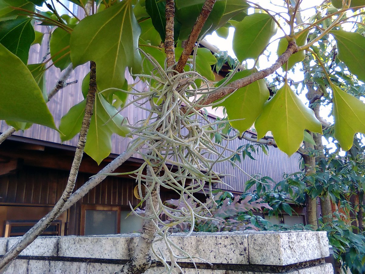 よしだ２号 暖かい日につき屋外の植物をゆっくり観察 庭のウスネオイデスは相変わらず元気 やはり冬の寒さには問題なく耐えるようですね ちなみに真夏以外は降雨頼みで水やり霧吹きソーキングは行っていません ウスネオイデス チランジア エア