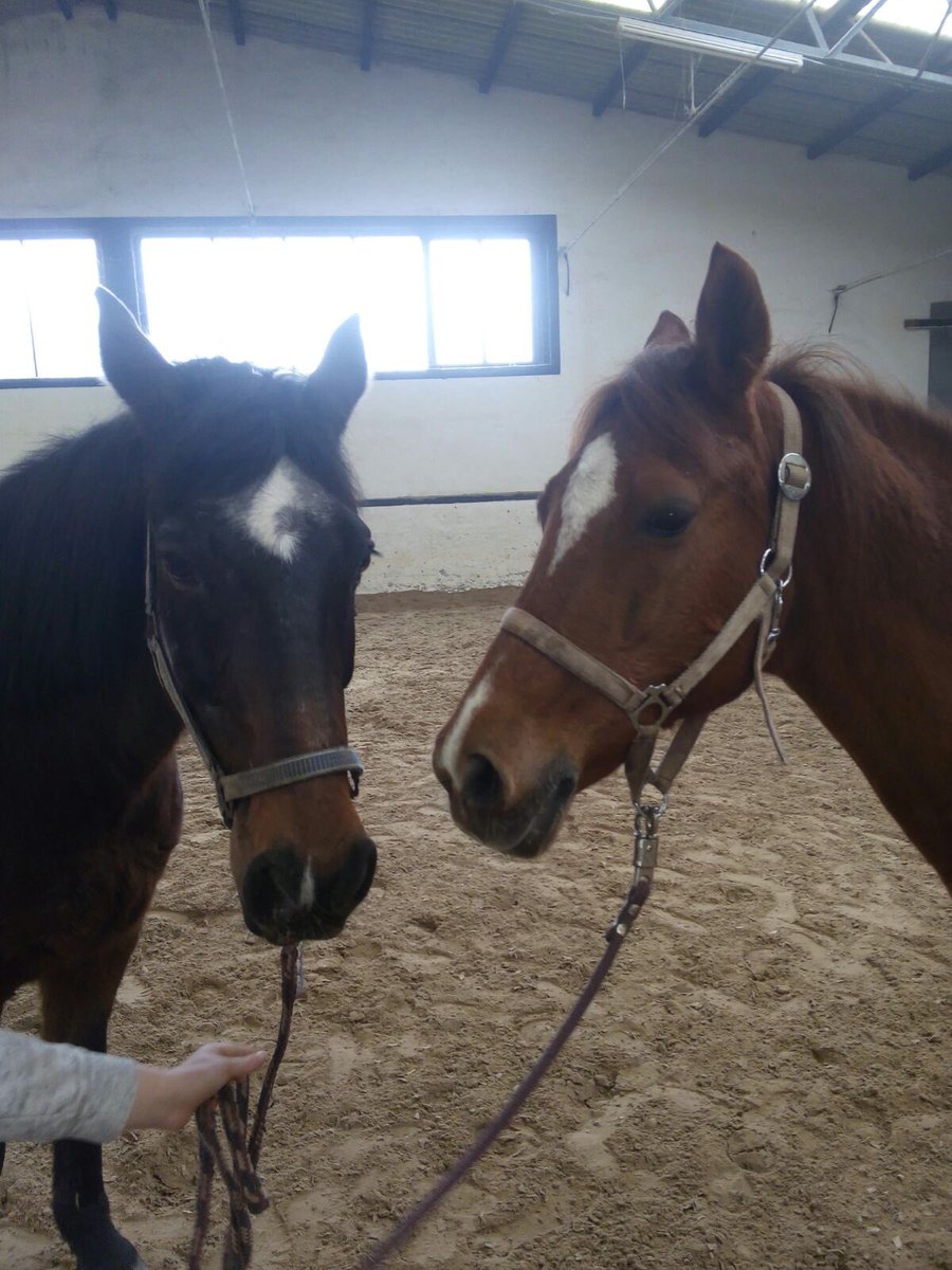 ReitstallBerger's tweet photo. Es sind zwei neue Pferde im Reitstall Berger eingetroffen. 🐴 https://t.co/q2UUNNhyoe