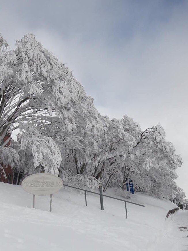 gabs_grabs's tweet image. #MtBuller Victoria #Snowfields