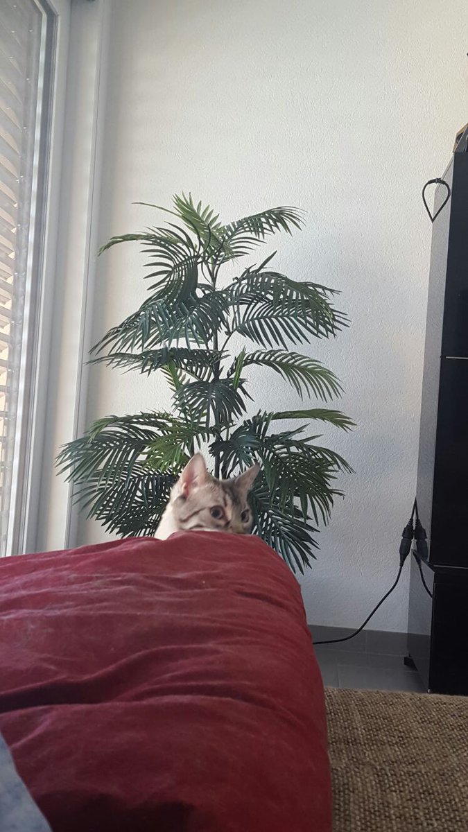 PgunMan's tweet photo. J'en peux plus de cette intervention de ma chatte xD #PgunChatte https://t.co/Y07Z6ZUiDV