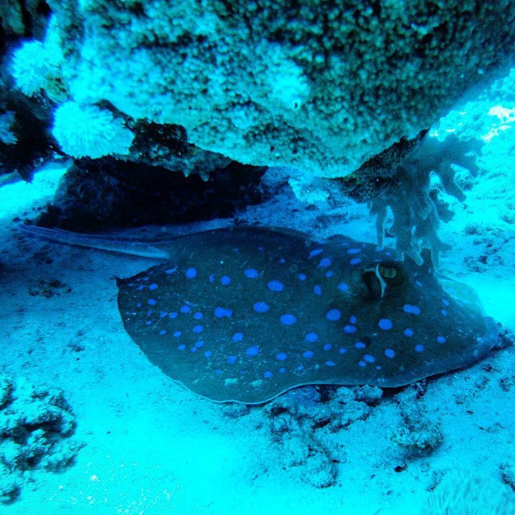 waterpolina12's tweet photo. He has found its hidden corner.
#trigone #diving #scubadiving #goscuba #underwaterworld #… https://t.co/iOjuJ9FM0W https://t.co/k0NOashvhz