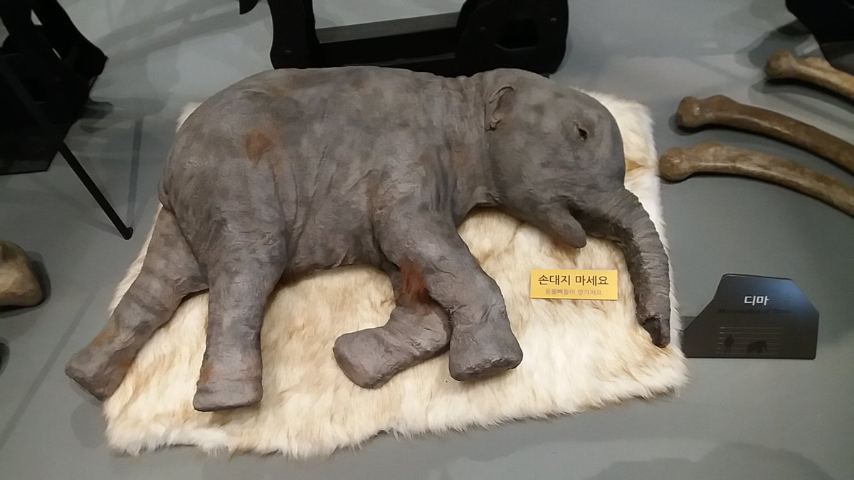 전곡선사박물관에서 봤던 선사시대 고대 동물들의 뼈.