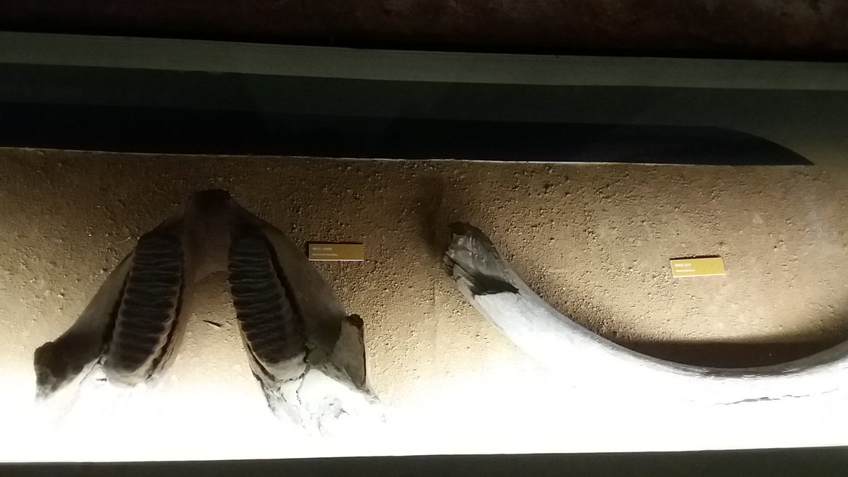 전곡선사박물관에서 봤던 고대인의 두골(頭骨)과 뼈대 그리고 석기.